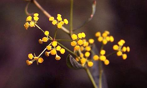 Chinese Thorowax Root Bupleurum chinense